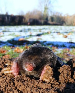 Moles in winter!